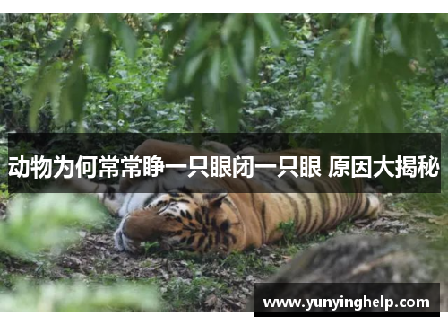 动物为何常常睁一只眼闭一只眼 原因大揭秘